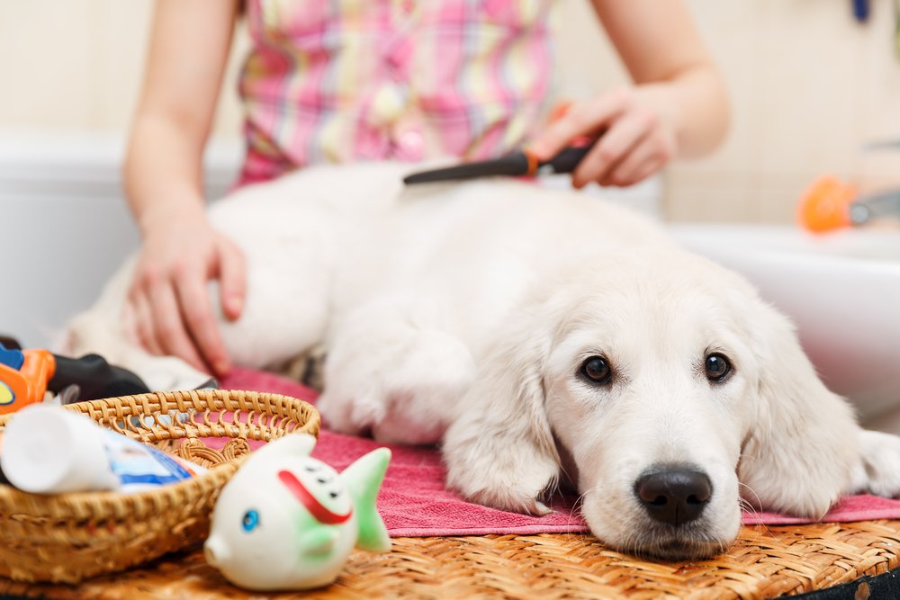Find A Great Pet Groomer Near The Danforth