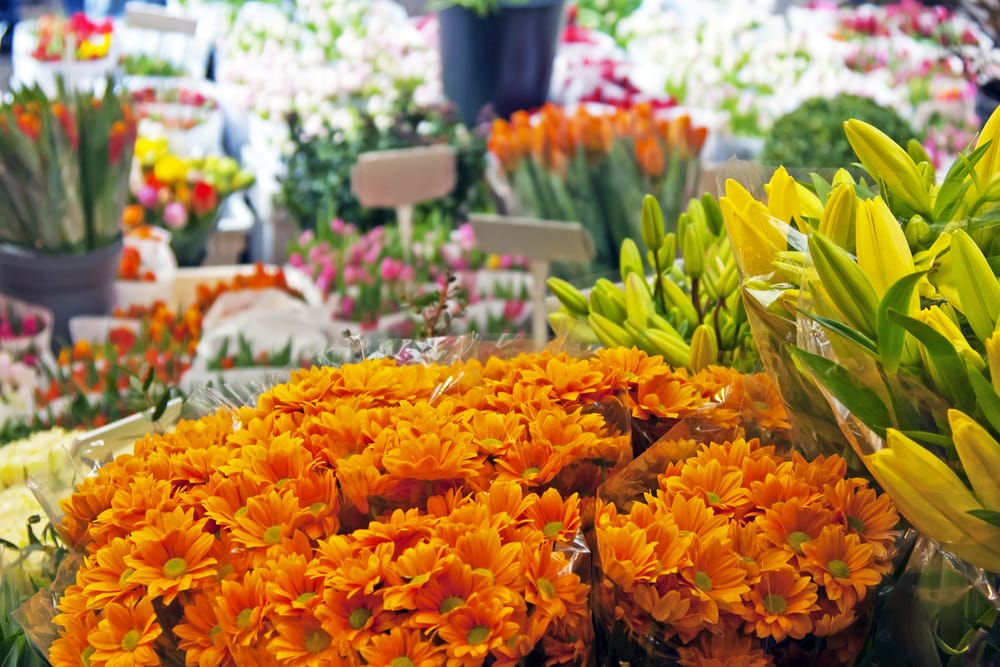 Attend The Spring Blossoms Flower Show