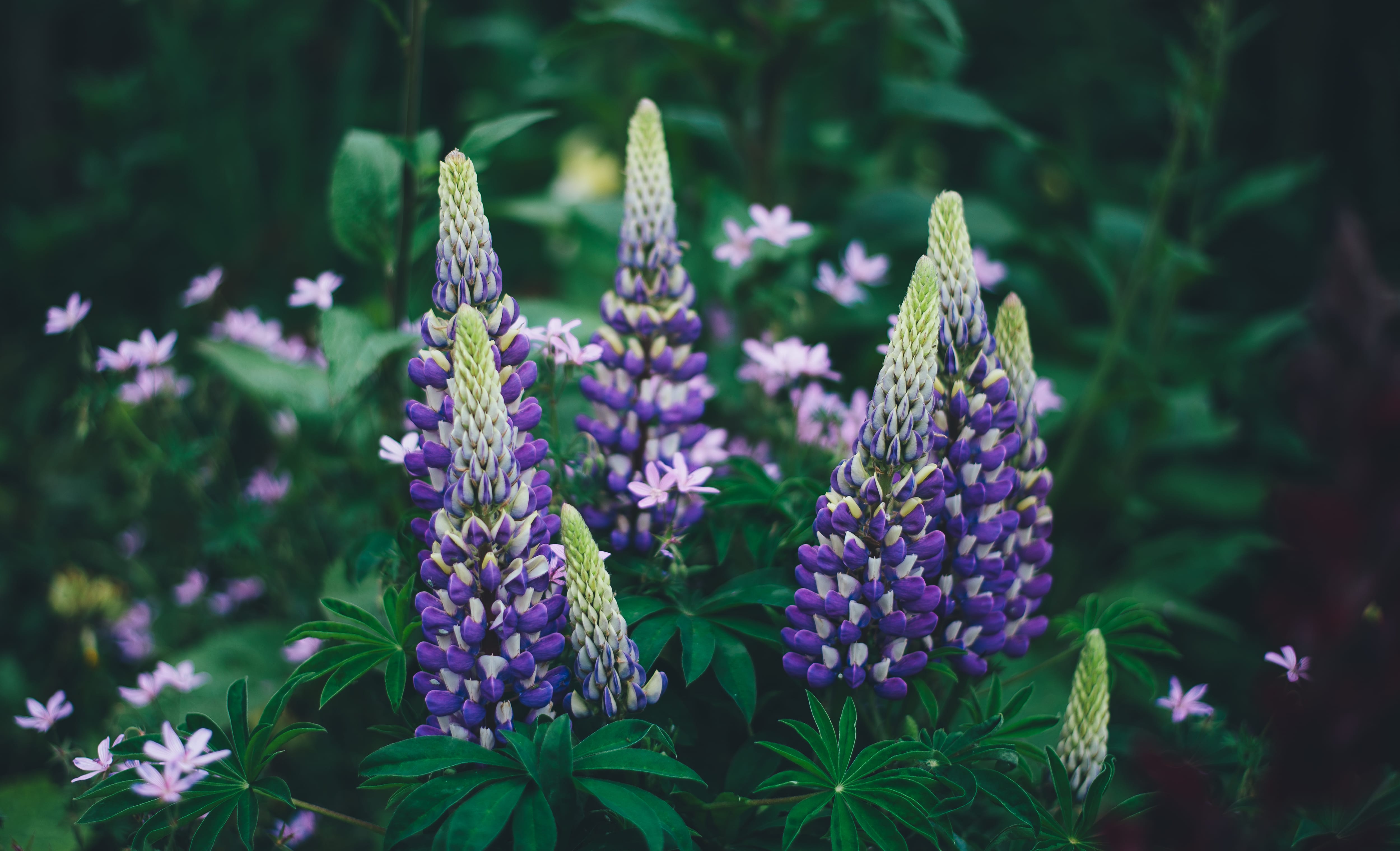 Explore The New York Botanical Garden